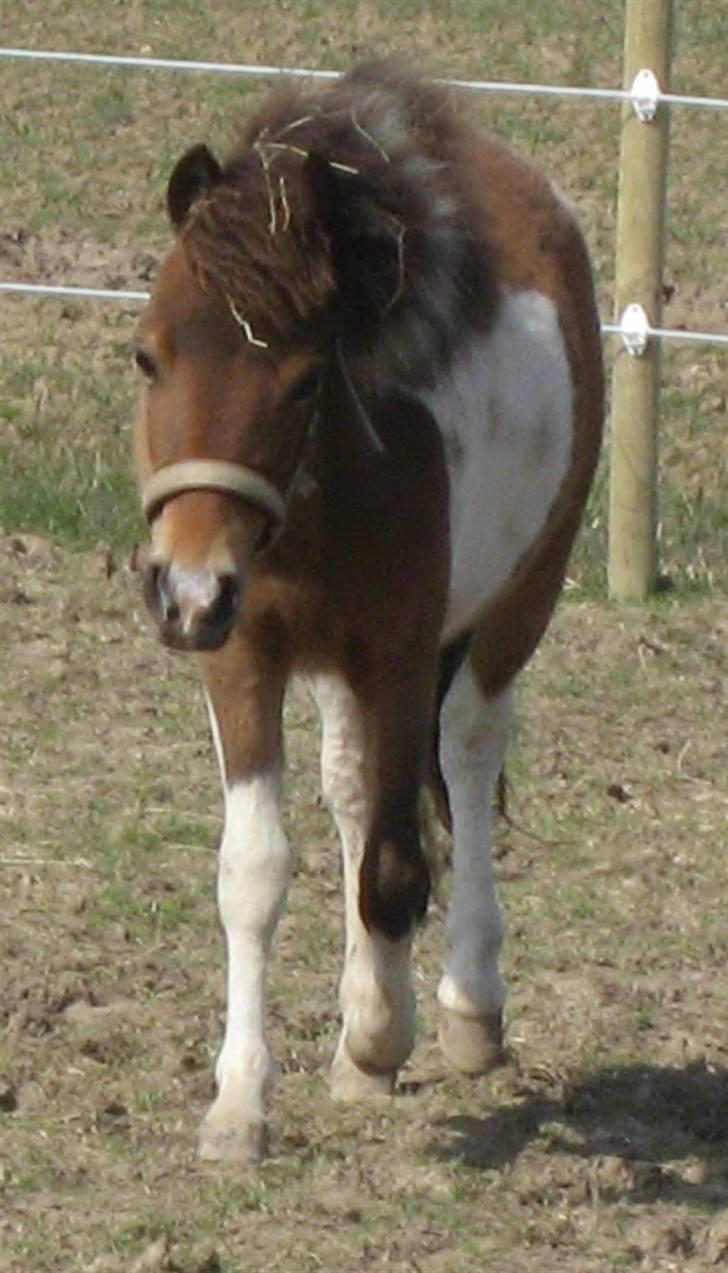 Pinto Lillesø's Molly  billede 11