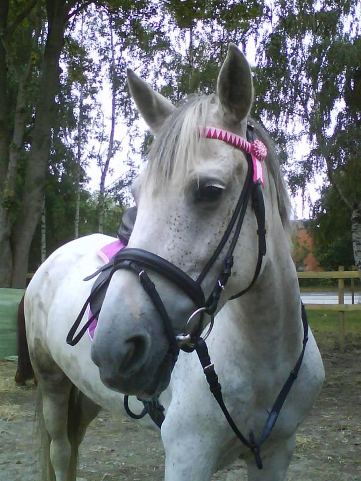 Hollandsk Sportspony | Silver Blue - 1) Velkommen til silver´s profil. (: Husk en kommentar, og en bedømmelse :) ikk ? d; Foto: Amalie. 29/8 - 08 billede 1