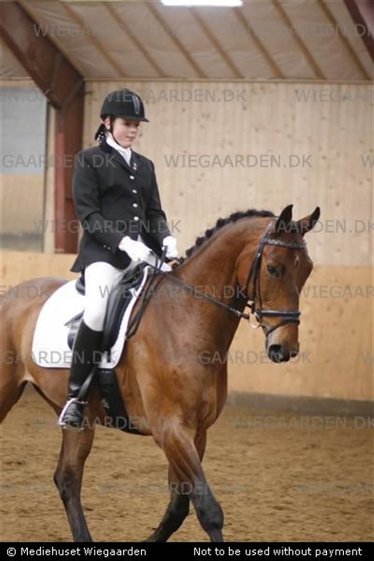 Dansk Varmblod Gørklindtgårds Flash [Tidliger hest] - til stævne i dalby, vores første c-stævne billede 10