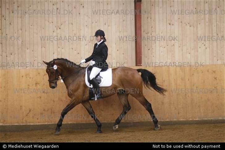 Dansk Varmblod Gørklindtgårds Flash [Tidliger hest] - til stævne i dalby, vores første c-stævne billede 11