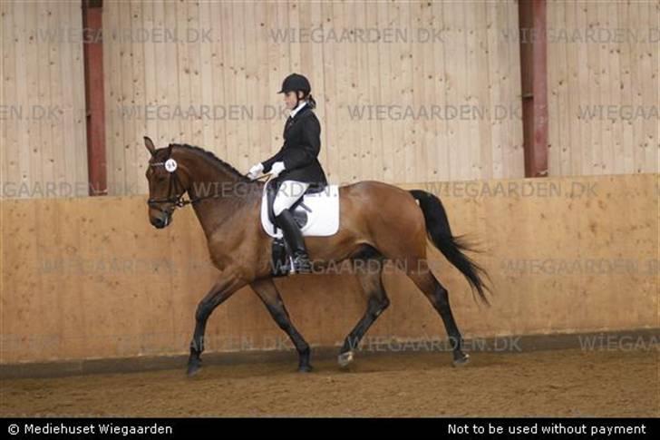 Dansk Varmblod Gørklindtgårds Flash [Tidliger hest] - til stævne i dalby, vores første c-stævne billede 12