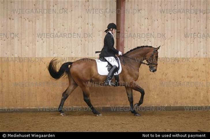 Dansk Varmblod Gørklindtgårds Flash [Tidliger hest] - til stævne i dalby, vores første c-stævne billede 13