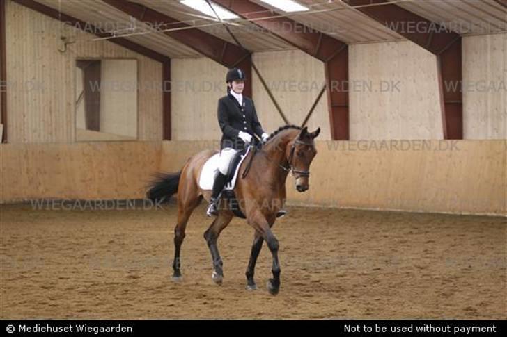 Dansk Varmblod Gørklindtgårds Flash [Tidliger hest] - til stævne i dalby, vores første c-stævne billede 14