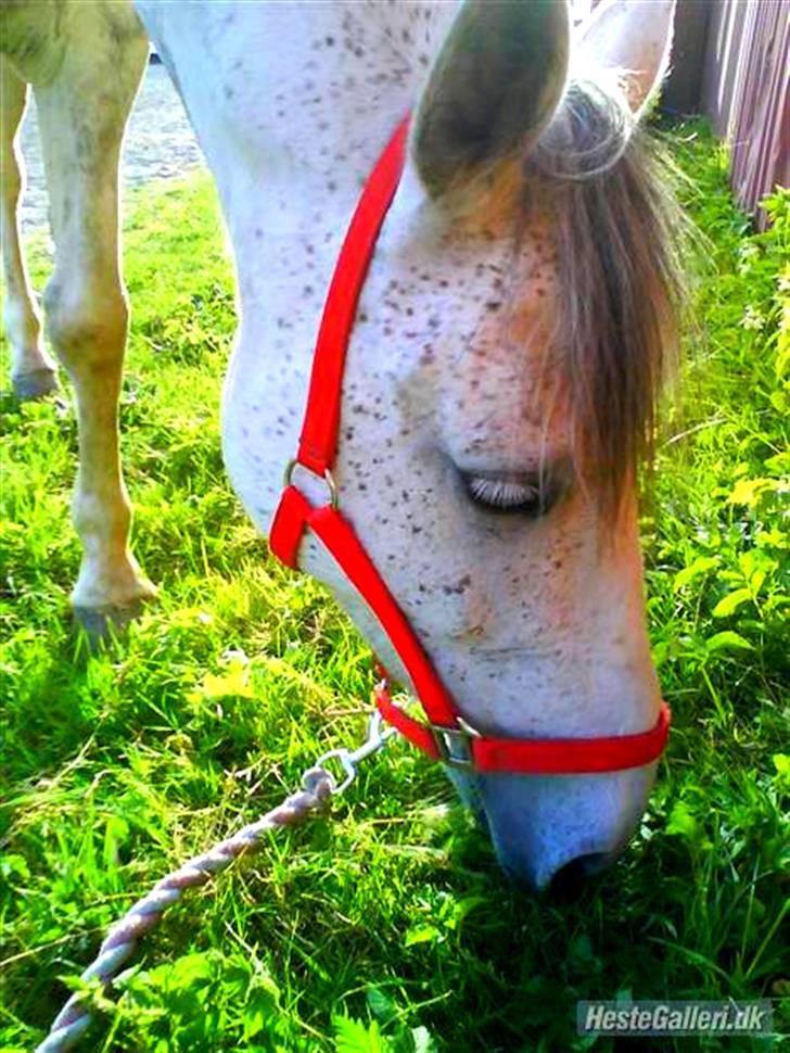 Hollandsk Sportspony | Silver Blue - 2) Græsser efter dressurtræning <3 Foto: Mig. billede 2