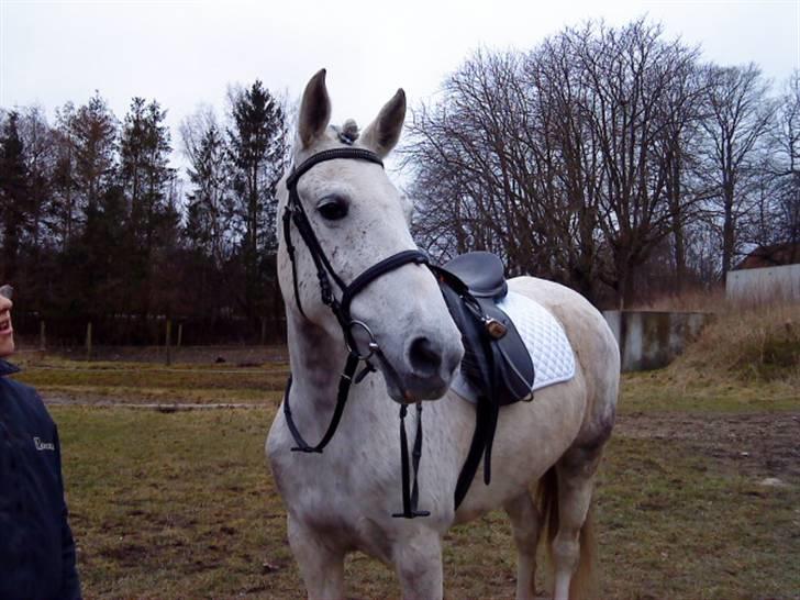 Hollandsk Sportspony | Silver Blue - 3) mig&trine brugte 4timer på at vaske, strigle osv, lige før dressurstævnet, og såe blir du fandme halt s; <3 billede 3