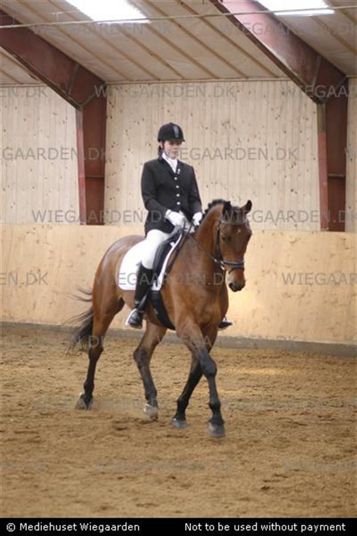 Dansk Varmblod Gørklindtgårds Flash [Tidliger hest] - til stævne i dalby, vores første c-stævne billede 15