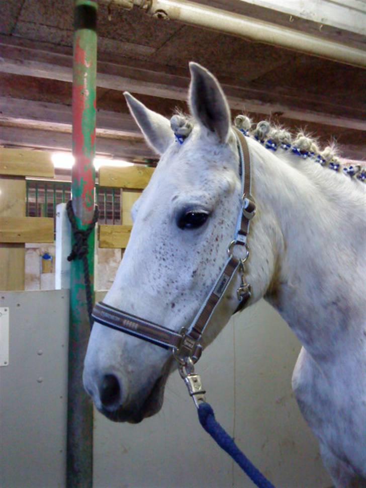 Hollandsk Sportspony | Silver Blue - 6) du var såe fin før stævne i;  billede 6