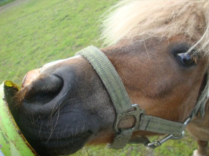 Shetlænder Dismo *R.I.P* - Dismo:-) .. foto: mathilde Simonsen billede 10