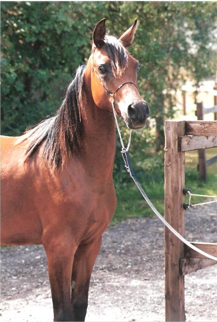 Arabisk fuldblod (OX) Marcijawa ox 3626 - Jawa 1 år gammel billede 7