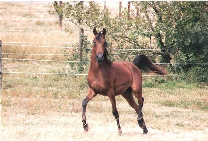 Arabisk fuldblod (OX) Marcijawa ox 3626 - Jawa 1 år gammel billede 8
