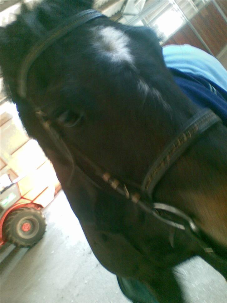 Connemara Benn. - 2# billede 2