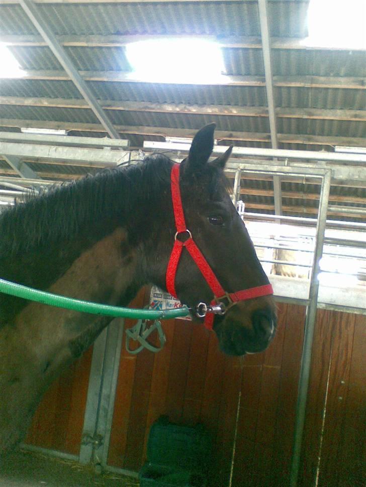 Connemara Benn. - 3# billede 3