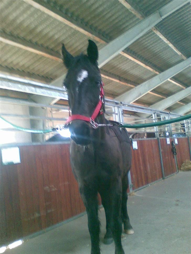 Connemara Benn. - 4# billede 4