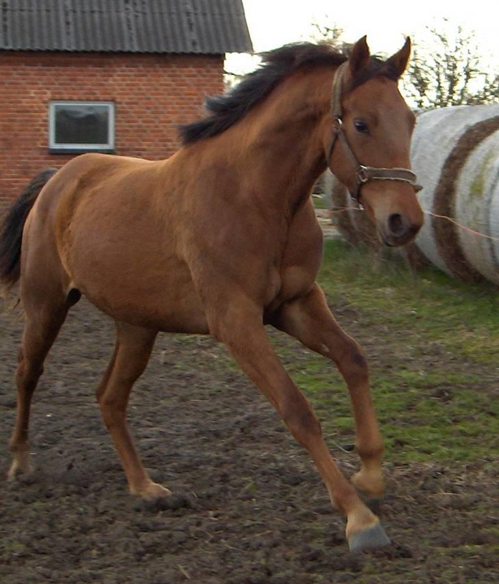 Dansk Varmblod Duelund´s Symfoni billede 16