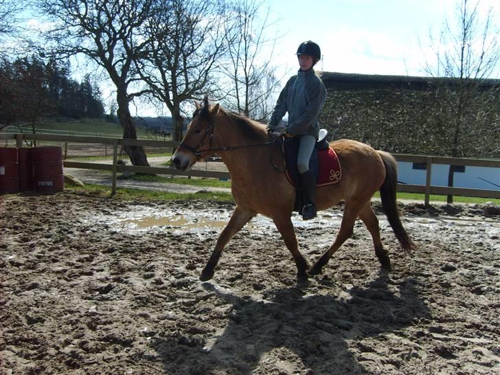 Anden særlig race Lukas  R.I.P - opvarminig til spring:) billede 16