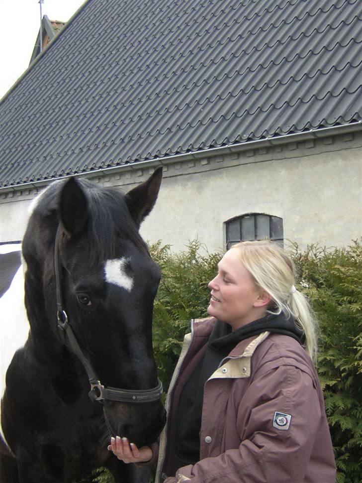 Dansk Varmblod Picaline [Himmelhest] - Dejlige Tabasco. Min gamle helpart. Han er i dag på de evige græs marker. Desværre. Jeg nød den tid vi havde sammen. Savner ham meget.  billede 10