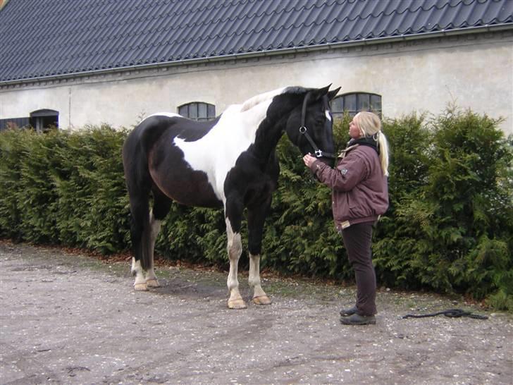 Dansk Varmblod Picaline [Himmelhest] - Sweet Tabasco igen :) Dejlige dreng.  billede 11