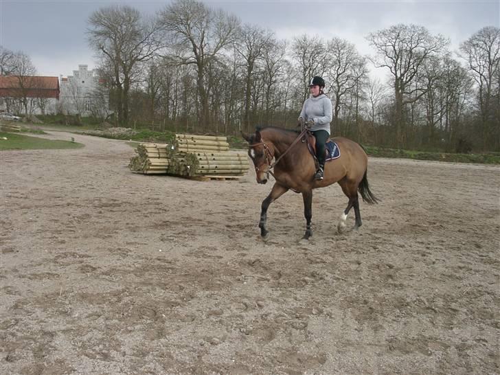 Fuldblod (XX) Schelhase'S Loke - Træning. Fotograf, Louise m. Paps billede 3