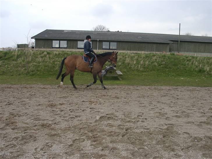 Fuldblod (XX) Schelhase'S Loke - Træning. Fotograf, Louise m. Paps billede 4