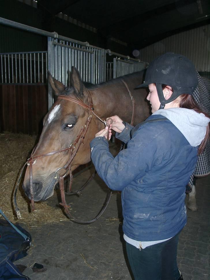 Fuldblod (XX) Schelhase'S Loke - En meget veltilfreds Logo der får spændt sit hovedtøj (: billede 5