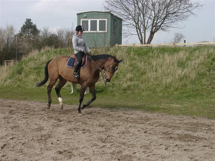 Fuldblod (XX) Schelhase'S Loke - Træning. Fotograf, Louise m. Paps billede 6