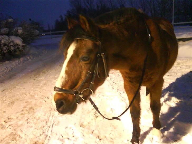 Anden særlig race Bjarke  - Elsker dig<3 billede 5