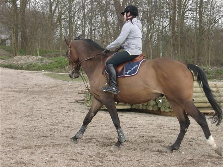 Fuldblod (XX) Schelhase'S Loke - Træning. Fotograf, Louise m. Paps billede 7