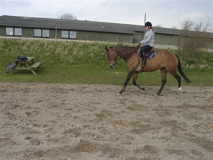 Fuldblod (XX) Schelhase'S Loke - Træning. Fotograf, Louise m. Paps billede 8
