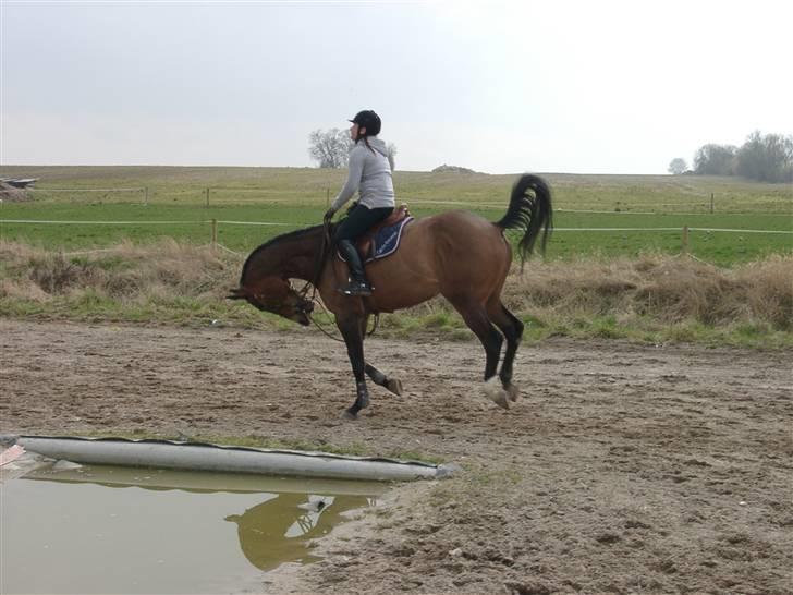 Fuldblod (XX) Schelhase'S Loke - Logo bliver vild :b Træning. Fotograf, Louise m. Paps billede 9