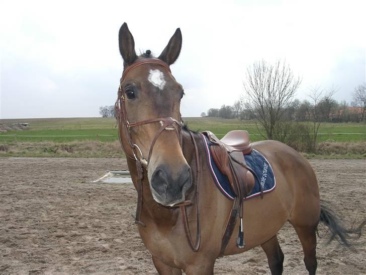 Fuldblod (XX) Schelhase'S Loke - Dér Logo, hold den dér :b Træning. Fotograf, Louise m. Paps billede 10