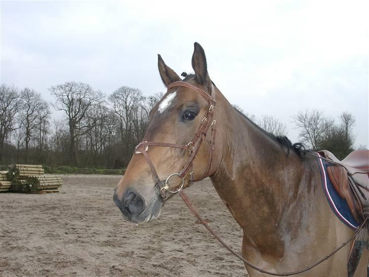 Fuldblod (XX) Schelhase'S Loke - Logo i sin bedste profil, eller :s Træning. Fotograf, Louise m. Paps billede 11