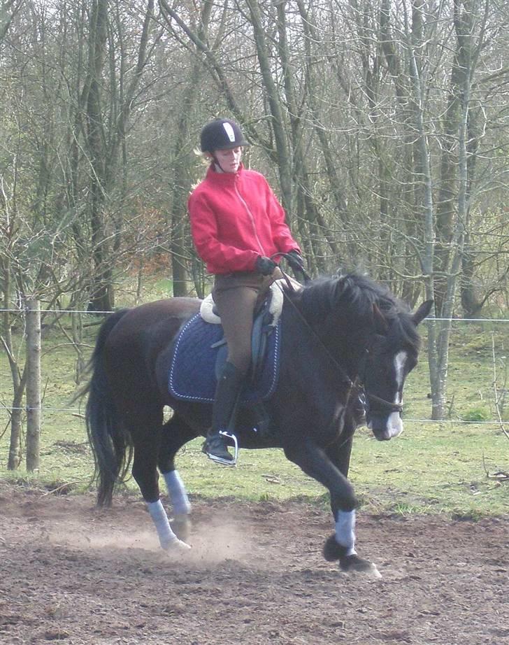 Anden særlig race Miklagaards Black Beauty billede 6