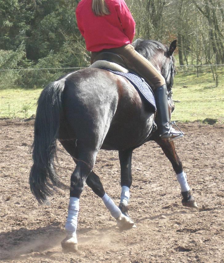 Anden særlig race Miklagaards Black Beauty billede 7