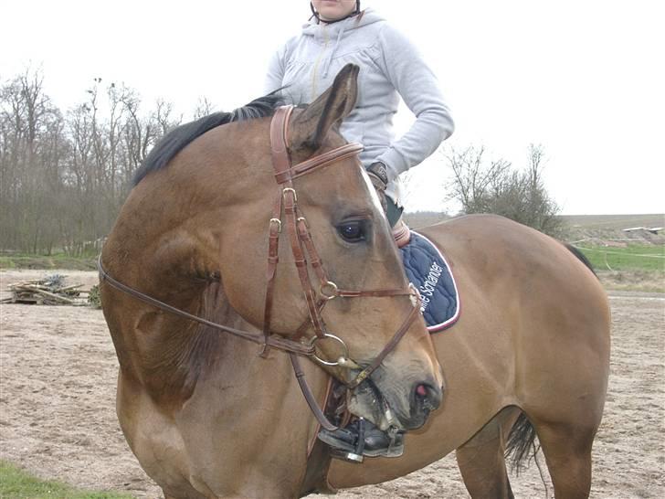 Fuldblod (XX) Schelhase'S Loke - Logo nyder udsigten over marken (: Træning. Fotograf, Louise m. Paps billede 13