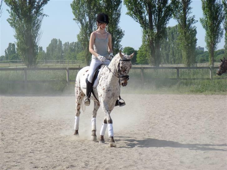 Knabstrupper Ac-Action - GL. Part. - Action er fantastisk! HVR d.7/6-08 LB2 billede 9