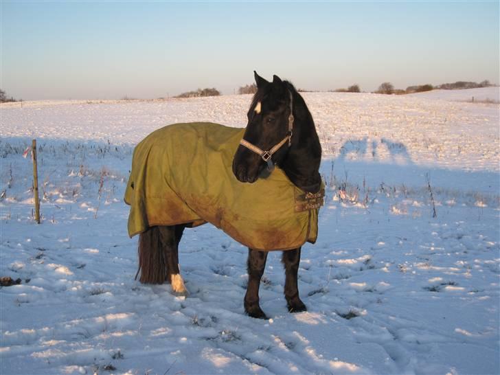 Welsh Cob (sec D) Haymos Chagal <3 Sov sødt <3 - FOTO: mig billede 18