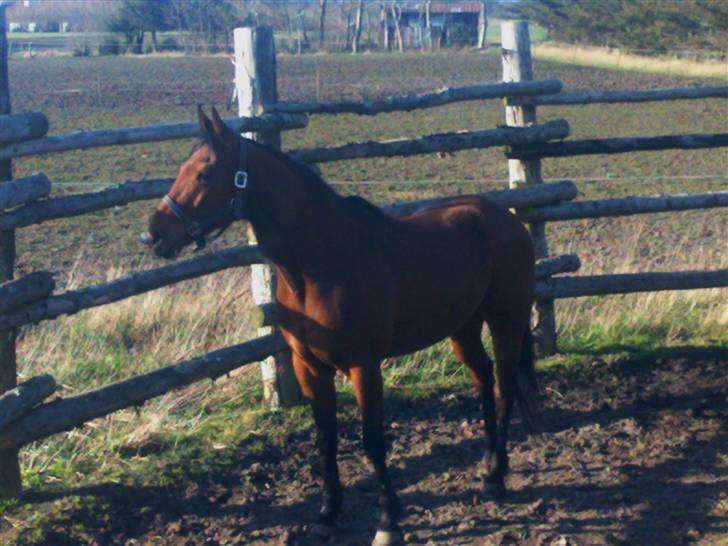 Traver Baron EK (s) solgt billede 1