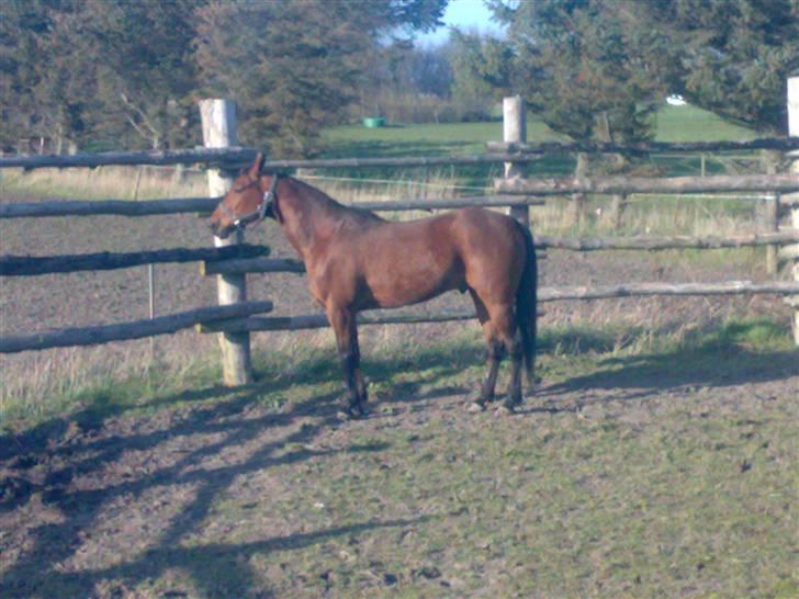 Traver Baron EK (s) solgt billede 2