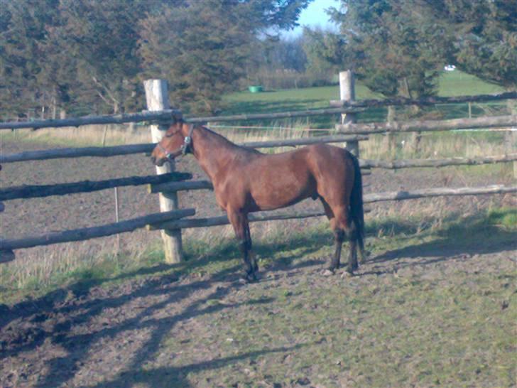 Traver Baron EK (s) solgt billede 3