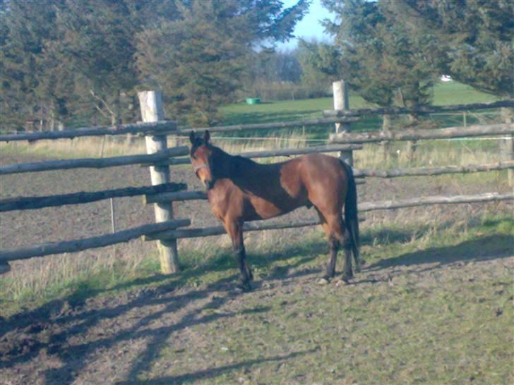 Traver Baron EK (s) solgt billede 4