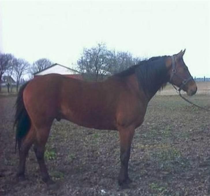 Traver Baron EK (s) solgt billede 5