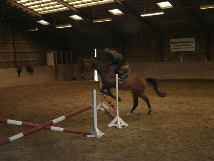 Fuldblod (XX) Schelhase'S Loke - Træning. Fotograf, Louise m. Paps billede 14