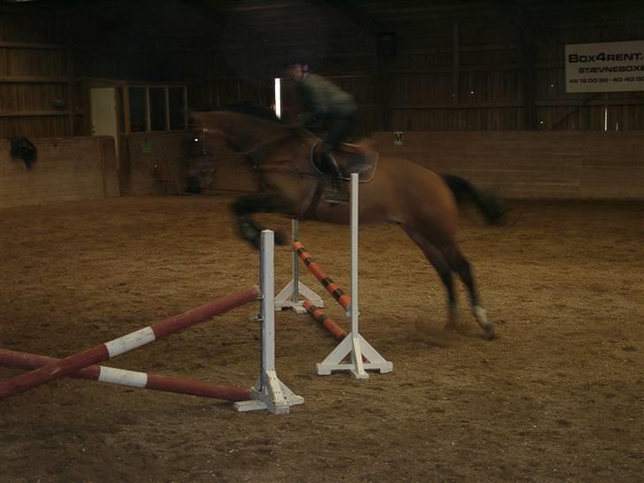 Fuldblod (XX) Schelhase'S Loke - Træning. Fotograf, Louise m. Paps billede 15