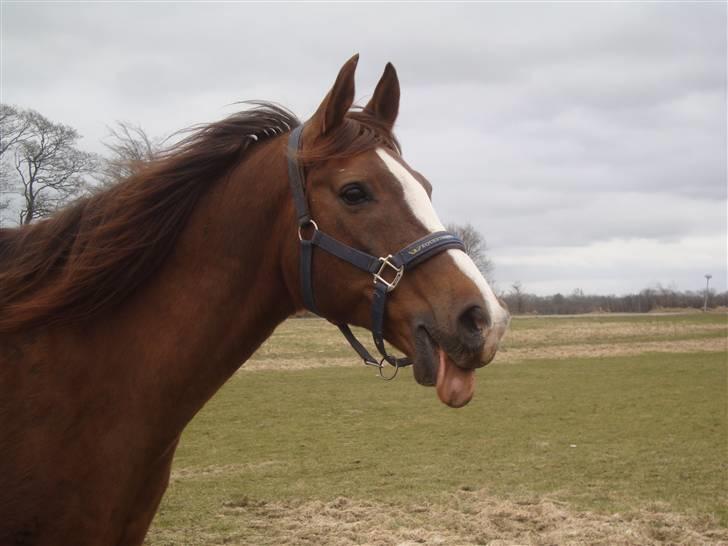 Arabisk fuldblod (OX) Flamann <3 R.I.P 12.12.17 - Flamann <3 d. 29.mar.2010 billede 14