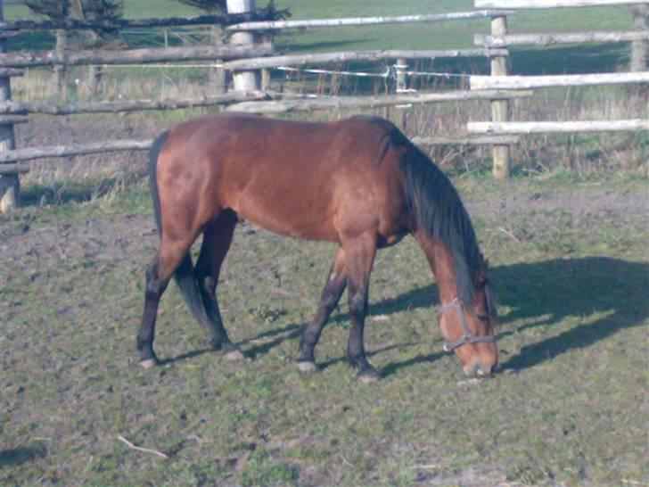 Traver Baron EK (s) solgt billede 7