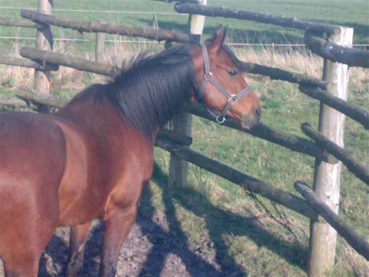 Traver Baron EK (s) solgt billede 8