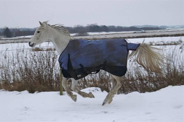 Arabisk fuldblod (OX) Birkeholm's Zajin Celinna billede 2