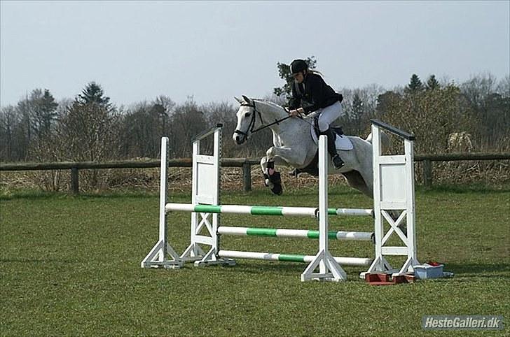 Arabisk fuldblod (OX) Birkeholm's Zajin Celinna billede 5