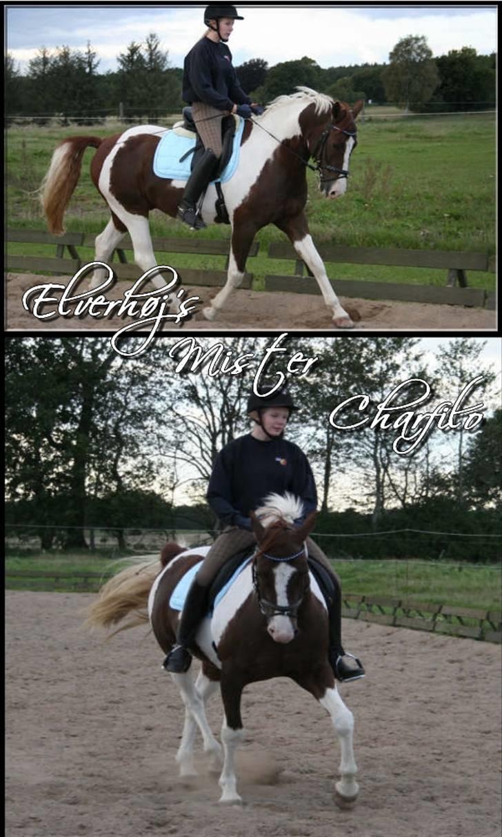 Pinto Mister Charfilo † RIP - træning :o) 08 billede 2