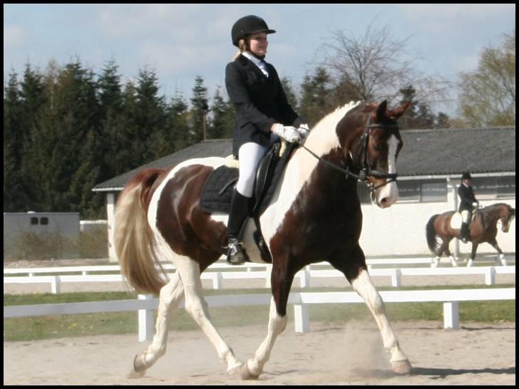 Pinto Mister Charfilo † RIP - RSR4 - LA1. Det gik rigtig godt. billede 3